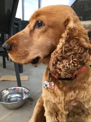 chien - VPG - BD